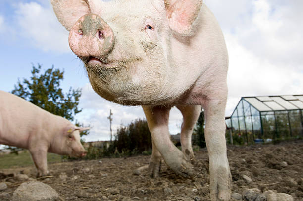 istock Outdoor Reared Pig 176129333