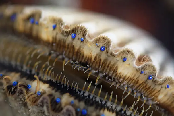 A close-up of a live scallop in water opens to show its vivid blue eyes.