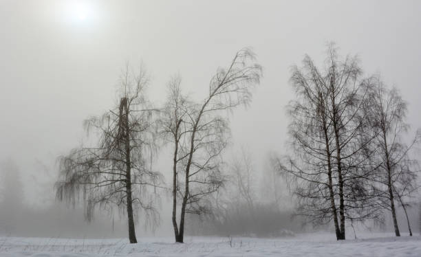 the sun behind the fog illuminates the trees now bare of leaves - bare tree winter plants travel locations imagens e fotografias de stock