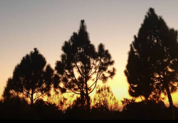 istock there are two silhouettes of some trees in the evening 1761297357
