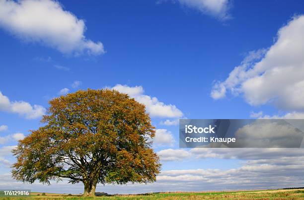 Stary Buk Jesienią W Błękitne Niebo - zdjęcia stockowe i więcej obrazów Bez ludzi - Bez ludzi, Buk - drzewo, Chmura