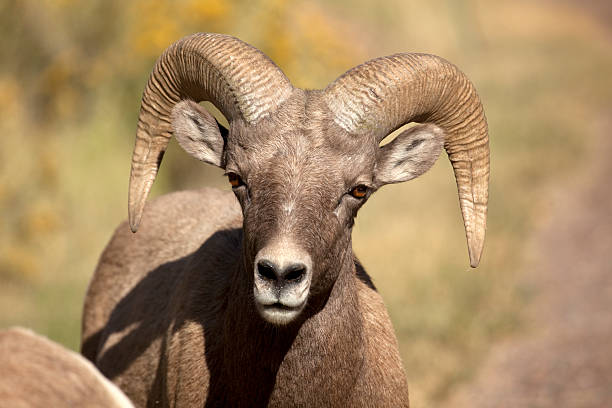 istock Wild Bighorn Sheep Ram Face in Colorado 176129923