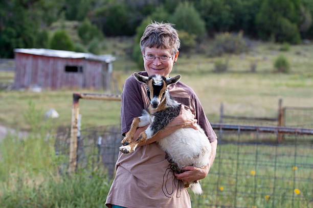 Senior woman holding baby Nigerian Dwarf goat on a farm. stock photo