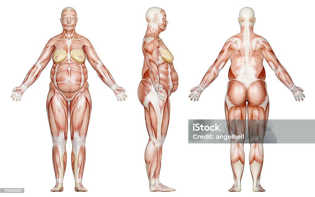 Muscles of a overweight woman, for study "3D model of human body of a overweight woman for study. Front  view, side view and rear view. Great to be used in medicine works and health. Isolated on a white background." Anatomy Stock Photo