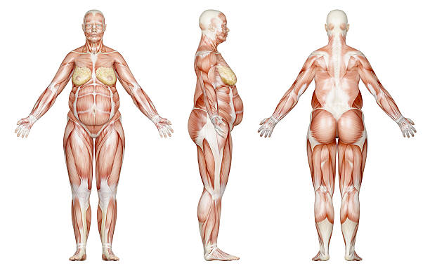 protein intake, body stores