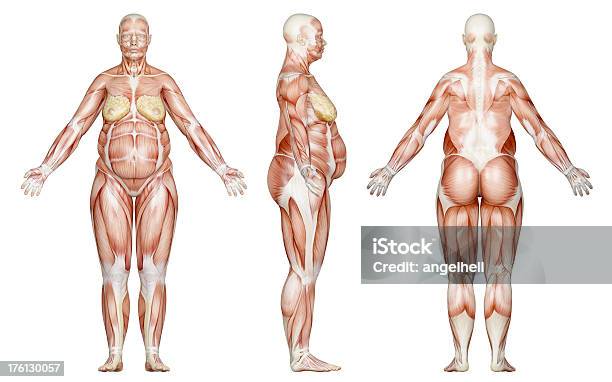Muscles Of A Overweight Woman For Study Stock Photo - Download Image Now - Anatomy, Overweight, Muscular Build