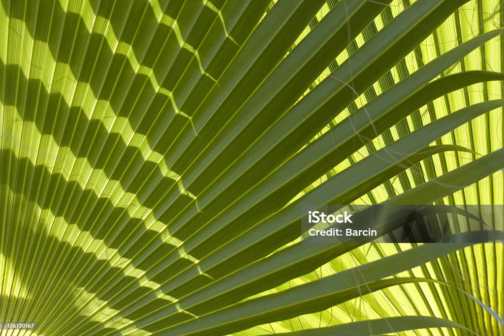 Folha de palmeira - Royalty-free Abstrato Foto de stock