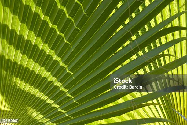 Folha De Palmeira - Fotografias de stock e mais imagens de Abstrato - Abstrato, Botânica - Ciência de plantas, Claro