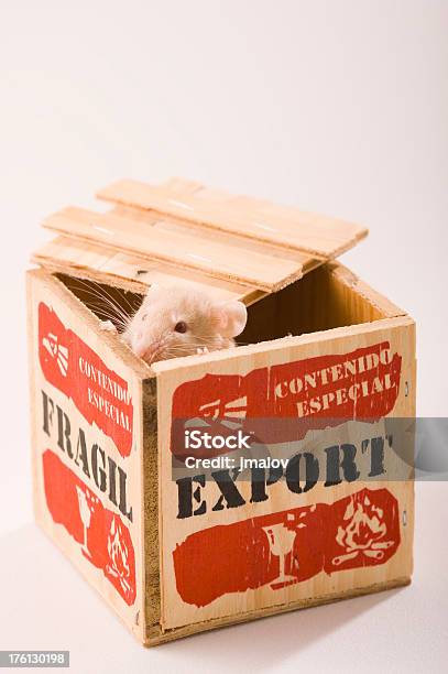 Engraçado Rato Na Caixa De Exportação - Fotografias de stock e mais imagens de Animal - Animal, Engradado, Finanças Internacionais