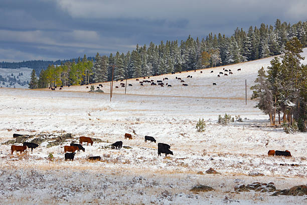 istock Cattle Grazing On Hillside in Snow 176130275