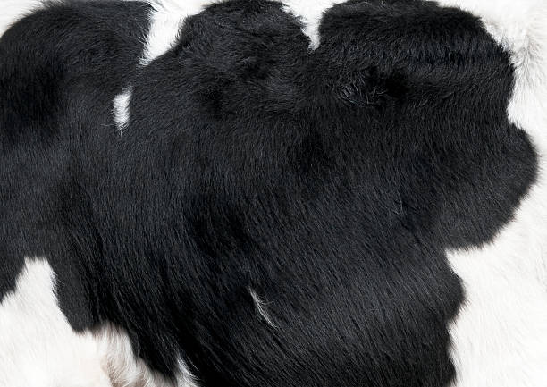 Fresian Cow Hide Pattern The characteristic black and white pattern of a Fresian (also known as Holstein) Cow. barren cow stock pictures, royalty-free photos & images