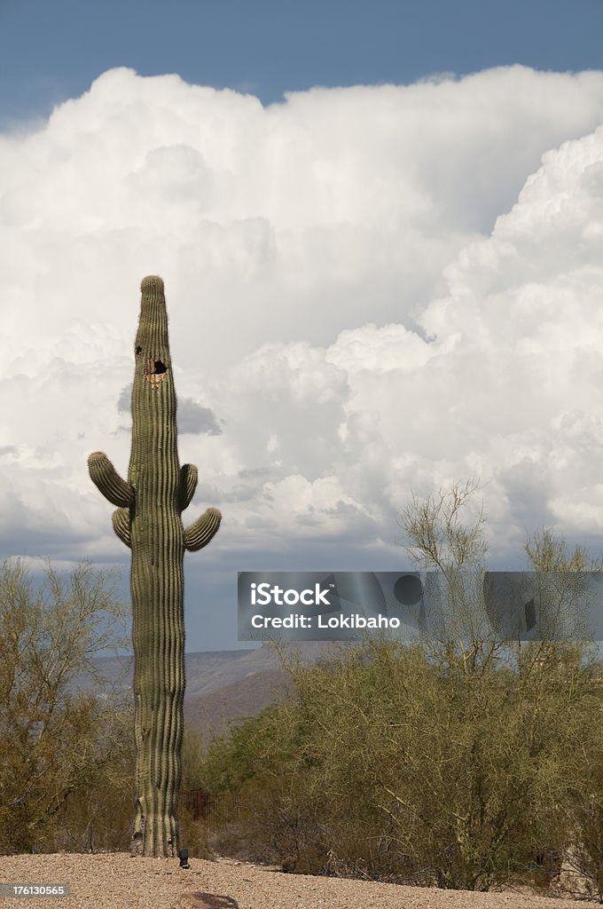 Eingehende Desert Storm - Lizenzfrei Arizona Stock-Foto