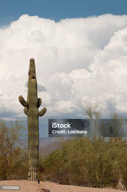 Receber Tempestade No Deserto - Fotografias de stock e mais imagens de Ao Ar Livre - Ao Ar Livre, Arizona, Beleza natural