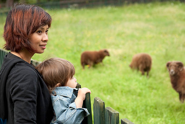 visite el zoológico - zoo agricultural fair child farm fotografías e imágenes de stock