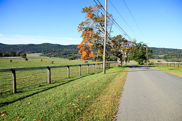 istock Country Road and Horses 176130611