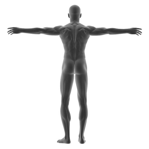 istock Human body of a man for study 176130680