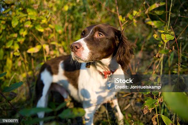 Spaniel Bretone Controlla Laria Per Profumo - Fotografie stock e altre immagini di Spaniel bretone - Spaniel bretone, Animale, Autunno