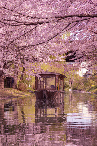 istock Sakura at Fushimi Jukkokubune 1761308727