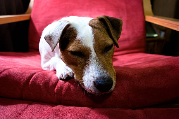 istock Jack Russell Terrier asleep in chair 176130911