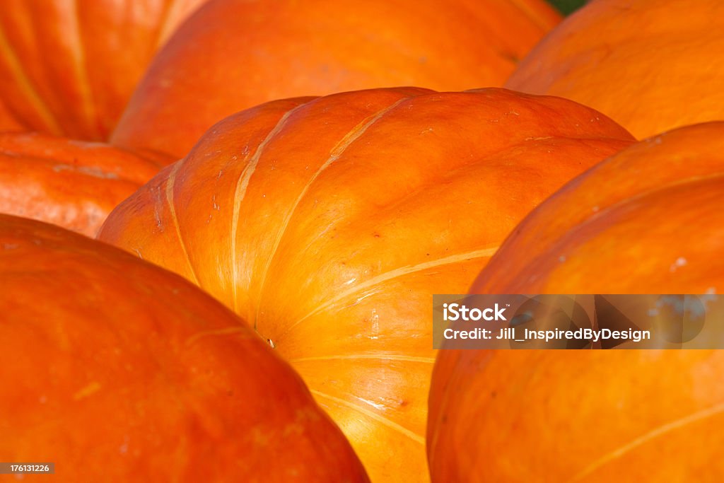 Giant pumpkins full frame Giant pumpkins are on the lawn. Low angle of view showing close up of the top of the pumpkins. Abundance Stock Photo