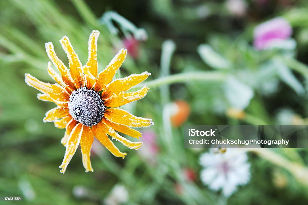 Rudbeckia Rudbeckia hirta Frost - Photo de Automne libre de droits