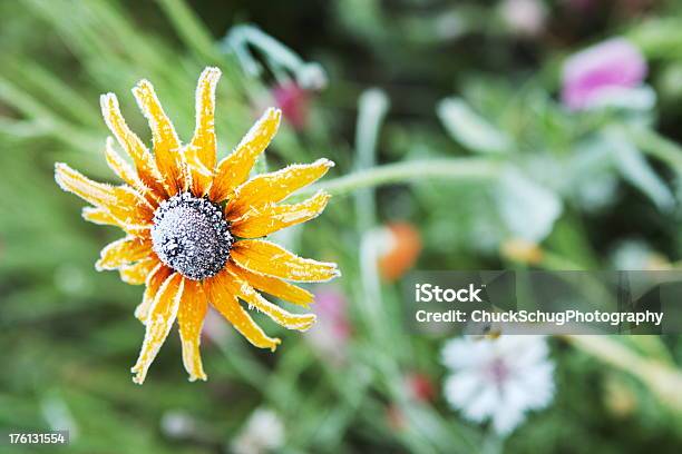 Photo libre de droit de Rudbeckia Rudbeckia Hirta Frost banque d'images et plus d'images libres de droit de Automne - Automne, Botanique, Capitule