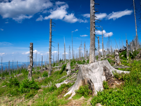 dead damaged trees in poland mountains as consequence of acid rains