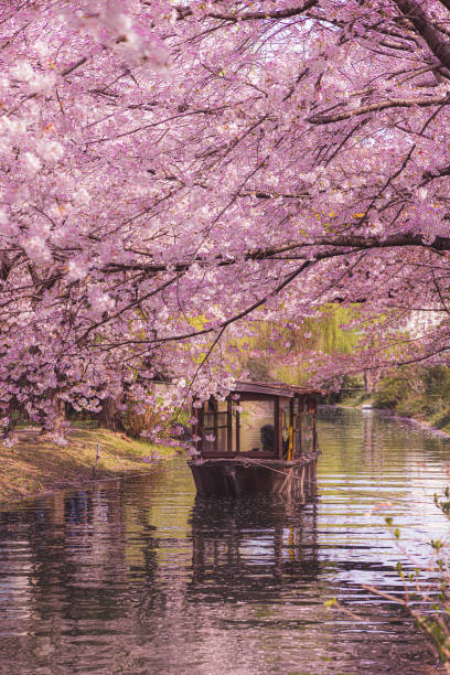 istock Sakura at Fushimi Jukkokubune 1761316170