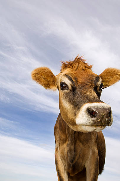 istock Young Jersey Cow in the Field 176131801