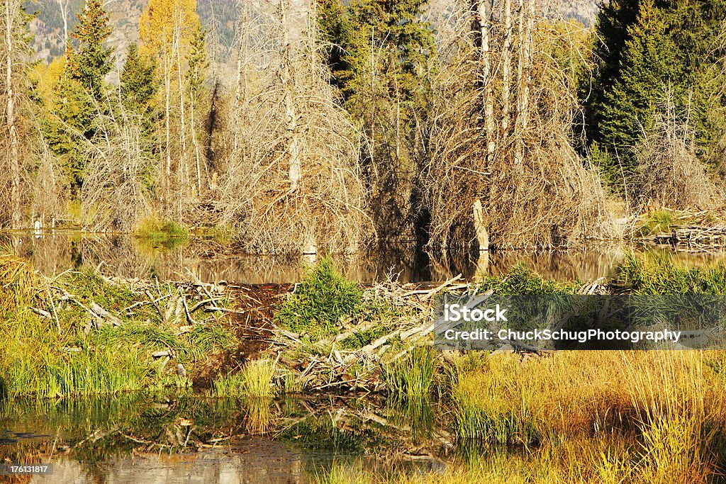 Beaver Lodge-Wald mit Teich - Lizenzfrei Abgeschiedenheit Stock-Foto