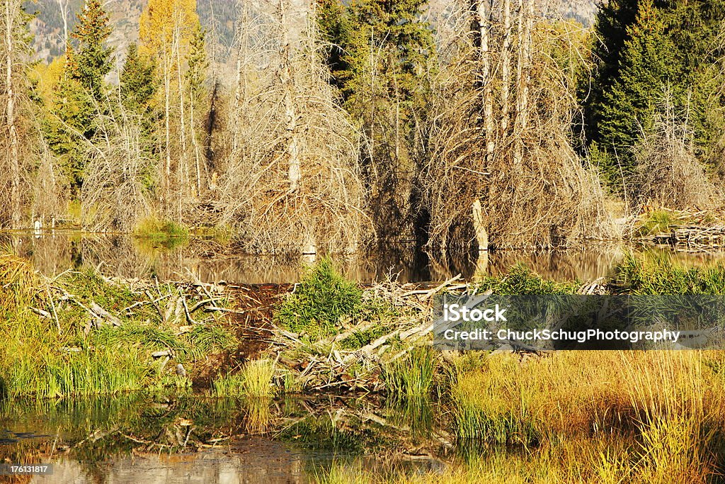 Beaver Lodge Dam Forest Pond "Beaver dam and lodge slow the Snake River flow, creating beautiful wilderness pond surrounded by forest.  Jackson Hole, Wyoming, 2009." Animals In The Wild Stock Photo