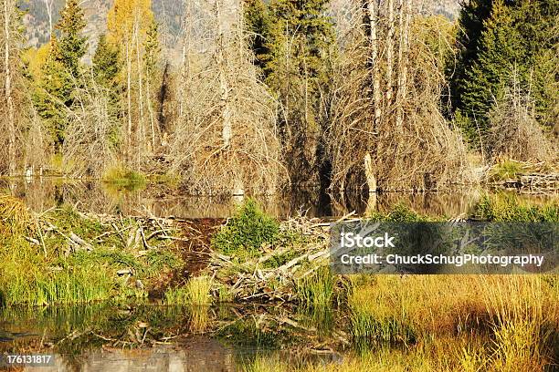 Beaver Lodge Dam Forest Pond Stock Photo - Download Image Now - Animals In The Wild, Backgrounds, Bare Tree