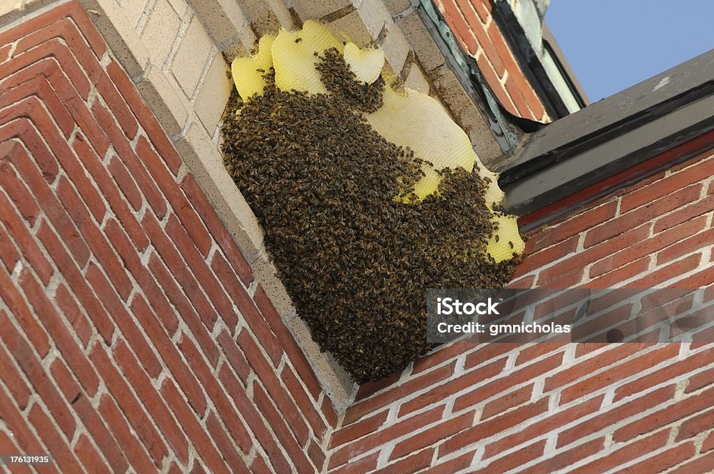 bees nest Bees nest Jacket Stock Photo