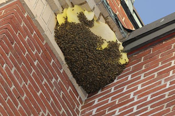 bees nest stock photo