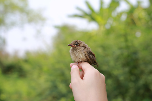 Little sparrow sitting on human's hand, taking care of birds, friendship, love nature and wildlife. Concept of nature of life.