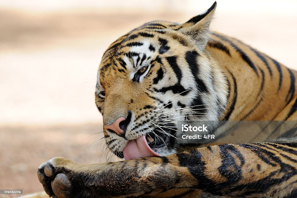 Piena cresciuto Tigre del Bengala dare di sé un'Catlick (XXXL - Foto stock royalty-free di Aggressione