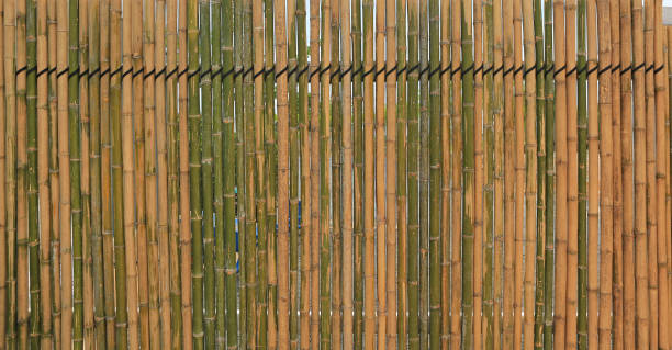 Bamboo wall fence background in the garden.