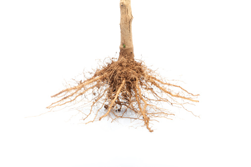 Root of a young plant on white