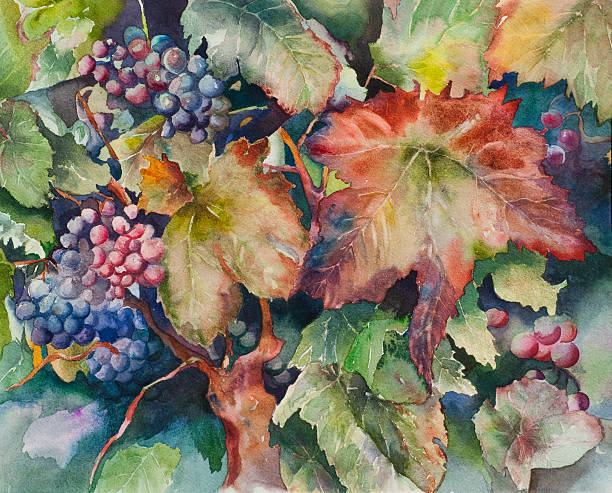 istock Watercolor Painting of Grapevines 176132717