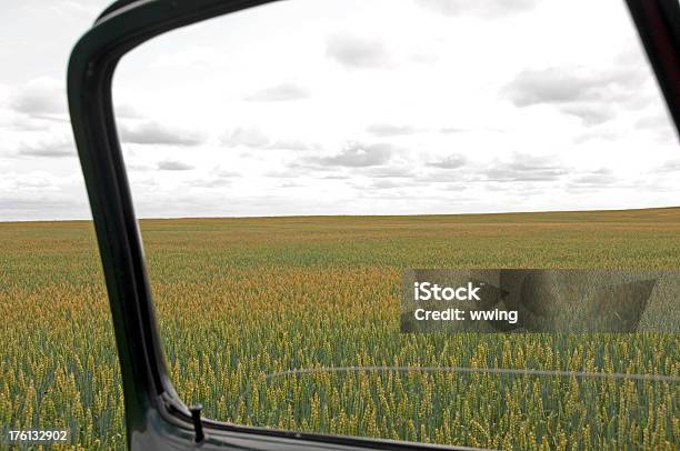 Weizen Crop Durch Ein Lkwfenster Stockfoto und mehr Bilder von Agrarbetrieb - Agrarbetrieb, Farbbild, Feld