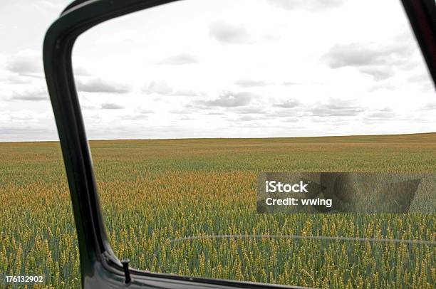 Пшеница Укороченный Через Окно Грузовик — стоковые фотографии и другие картинки Без людей - Без людей, Выращиваемый, Горизонтальный