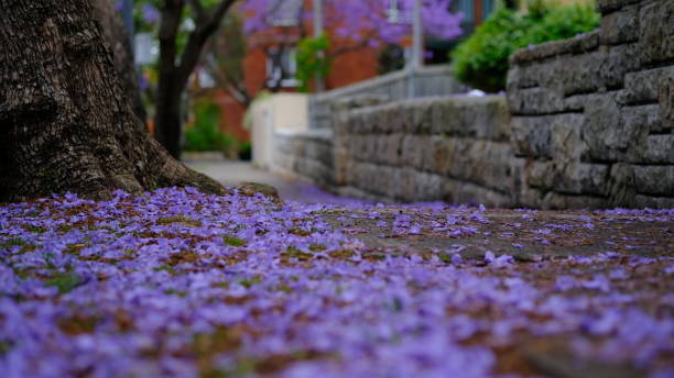 Jacaranda flowers that fell to the ground on the side of the road.