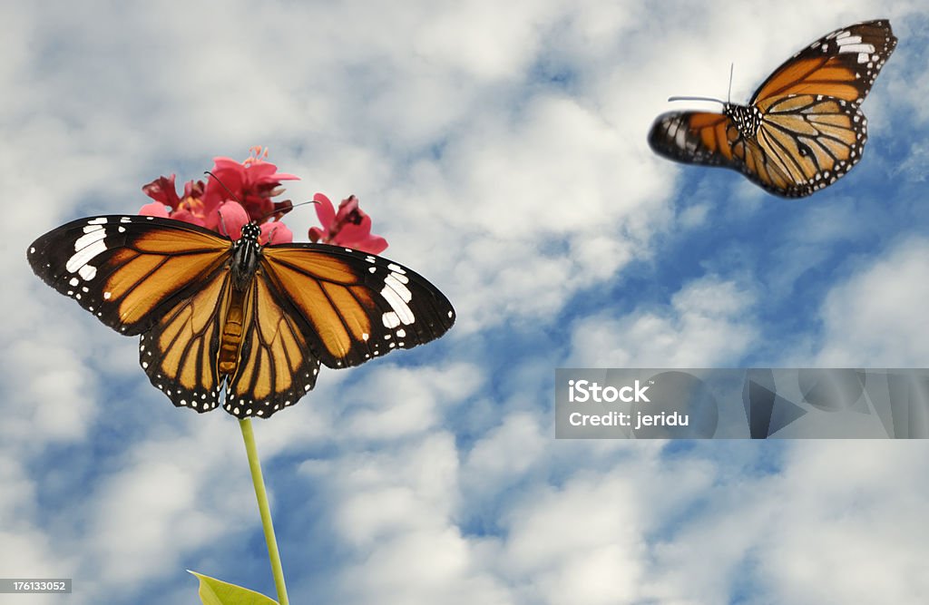 Monarch Schmetterlinge - Lizenzfrei Blume Stock-Foto