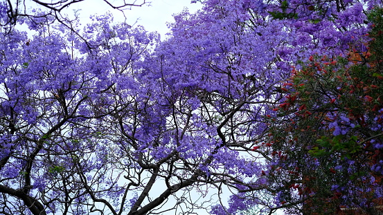 Jacaranda flower season blooming  from October to November  in Austalia.