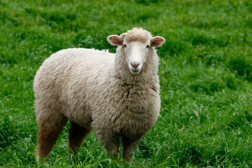 Sheep in full wool looking at camera in lush green pasture