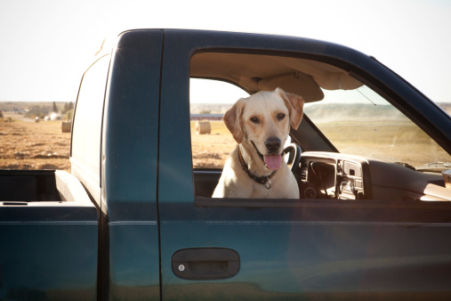 Handsome golden retriever/lab in truck in field at harvest. For more farming images...