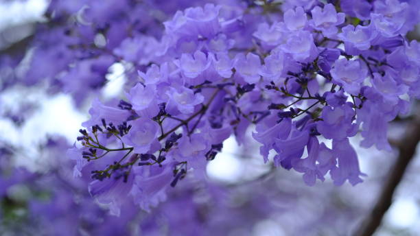 Jacaranda flower season in Austalia. Close up Jacaranda flower season blooming from October to November in Austalia. jacaranda stock pictures, royalty-free photos & images