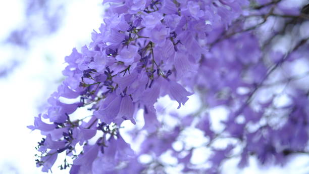istock Jacaranda flower season in Austalia. 1761336554