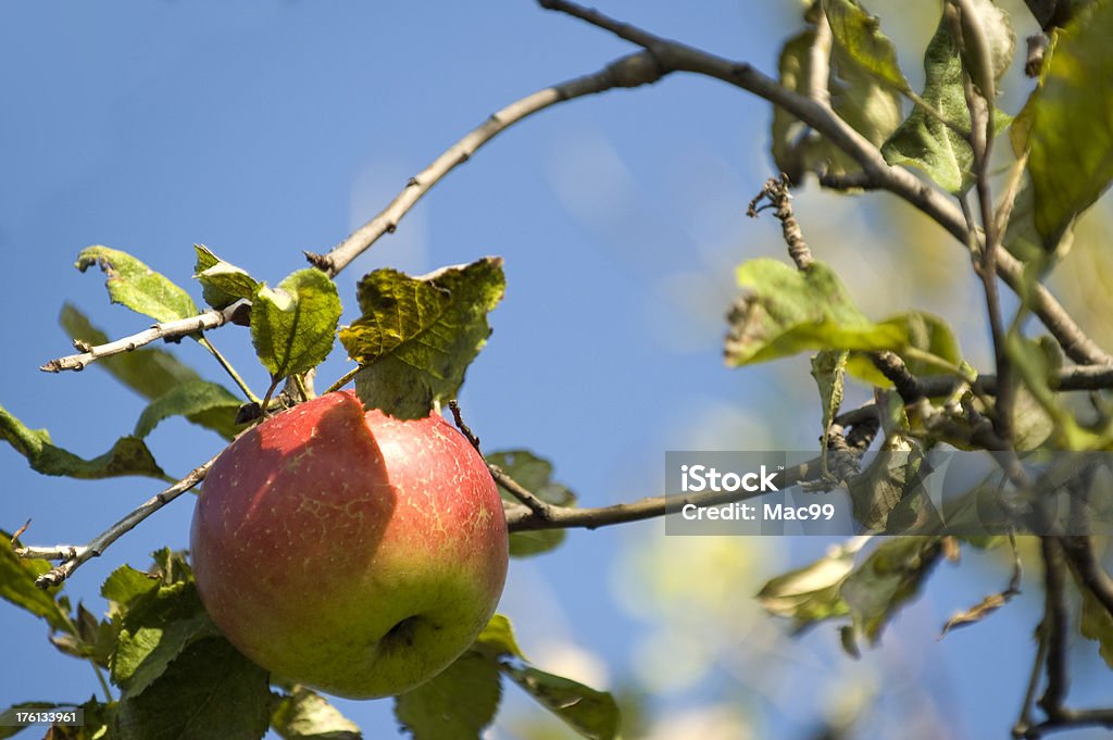 Árbol de manzana - Foto de stock de Agricultura libre de derechos