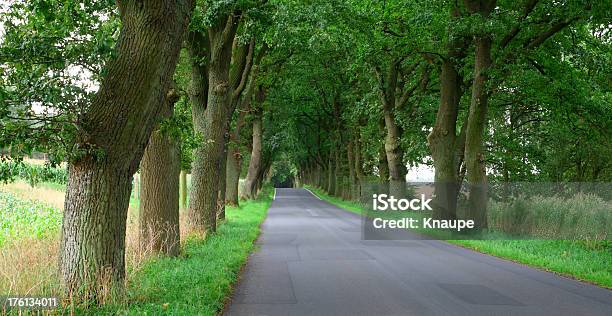 Oak Linia Drzew Country Road - zdjęcia stockowe i więcej obrazów Aleja - Aleja, Asfalt, Bez ludzi